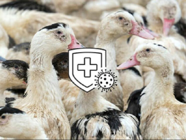 Ill-Grippe-Influenza-Aviaire